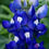 Thumbnail: Bluebonnet