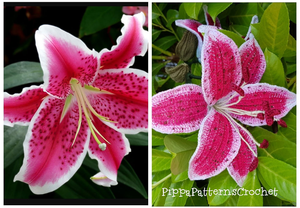 Thumbnail: Stargazer Lily