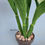 Thumbnail: Cattleya Green Witch