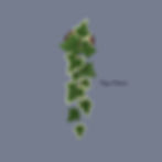 Thumbnail: Ivy