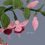 Thumbnail: Fuchsia
