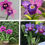 Thumbnail: Cattleya Orchid