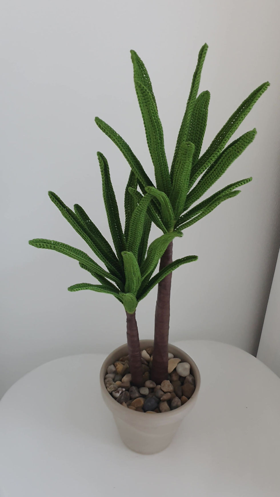 Thumbnail: Yucca Dracaena Cane Stem