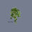 Thumbnail: Ivy