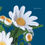Thumbnail: Shasta Daisy