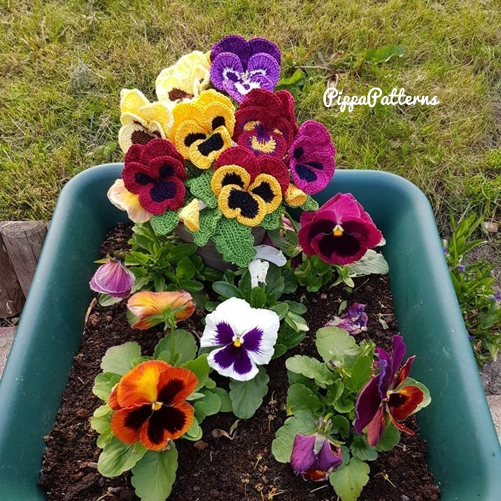 Thumbnail: Pansy & Viola