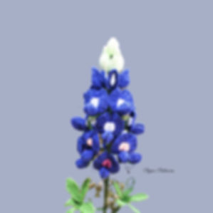 Bluebonnet