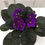Thumbnail: African Violet