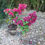 Thumbnail: Bougainvillea