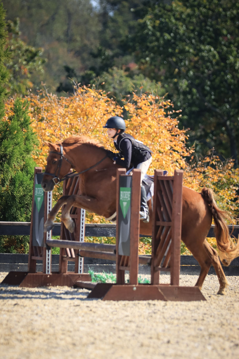 Chestnut Jumping Buckeye.JPG