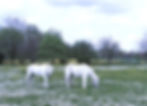 DSCF1069_edited_edited.jpg