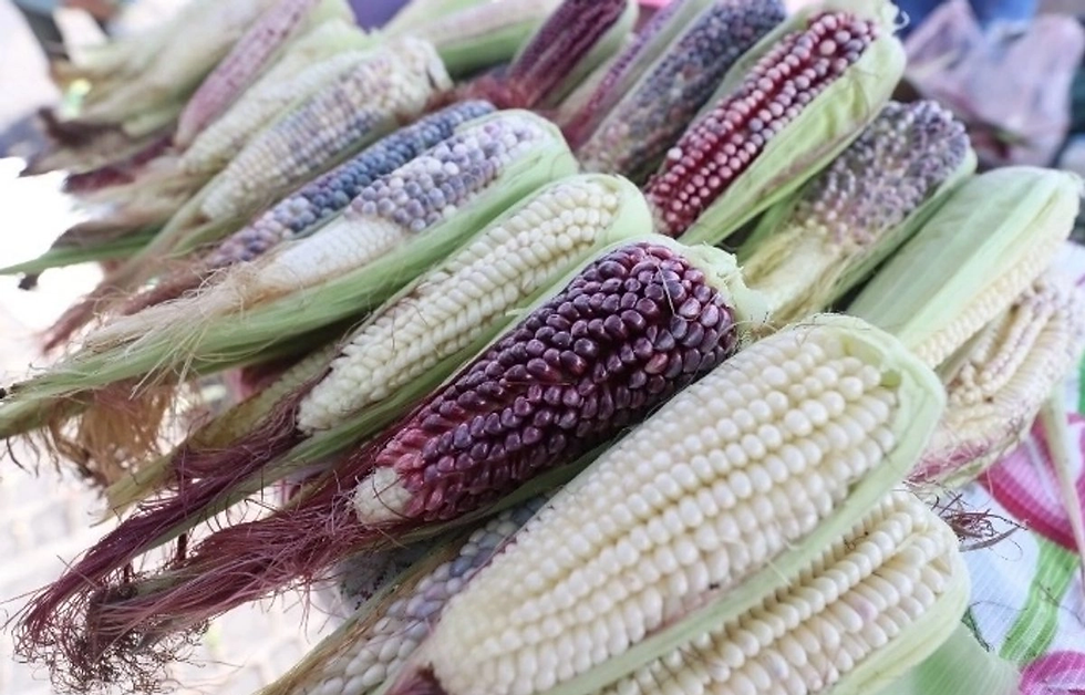 Entre enero y octubre México importó 40 millones 700 mil toneladas de granos y oleaginosas, una cifra sin precedente desde que existen registros (1993), lo que además representa un incremento de 3.5 por ciento frente al récord anterior de 39 millones 330 mil toneladas reportado en el mismo periodo del año pasado.