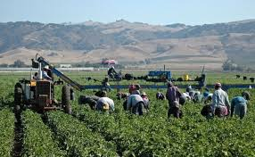 Redadas antimigrantes del ICE llegan a los campos agrícolas de California