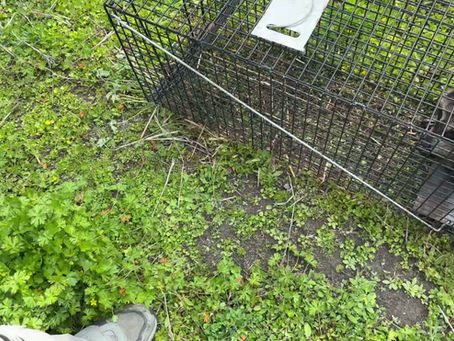 アライグマ🦝を捕獲!!