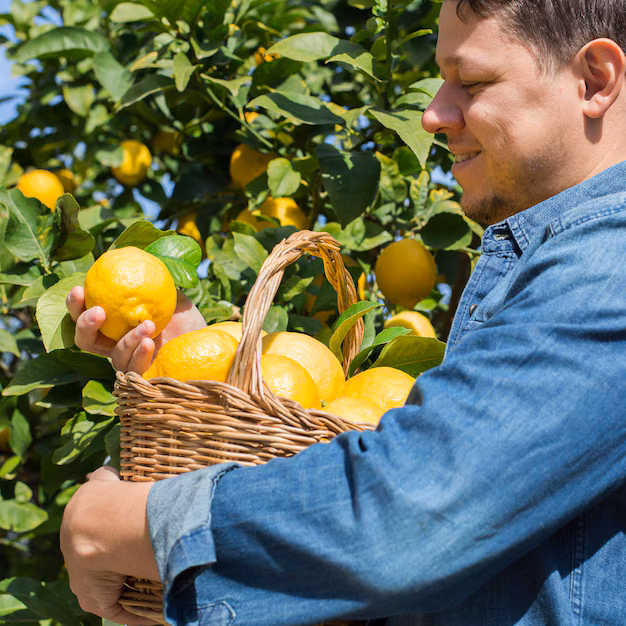Sicilian Citrus Harvest Experience: Orange & Lemon Picking with Russian Guests
