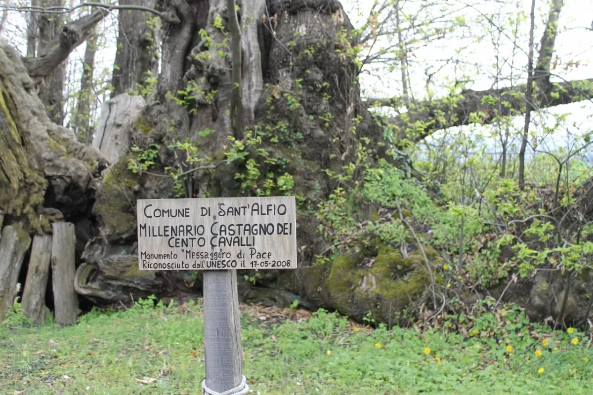 Castagno dei Cento Cavalli" — the Chestnut Tree of the Hundred Horses
