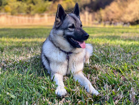Exploring Norwegian Elkhound History
