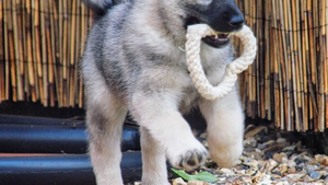 Norwegian Elkhound Puppies Guide