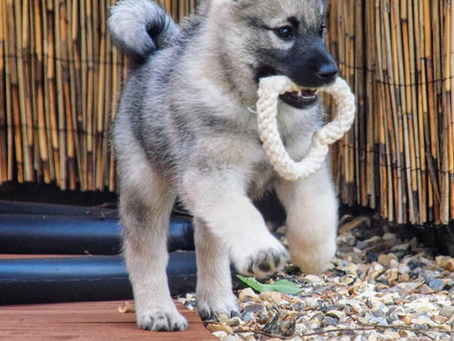Norwegian Elkhound Puppies Guide