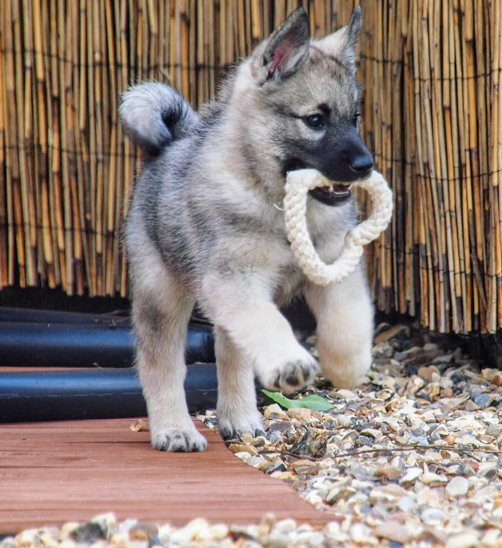 Sabie playing in the UK