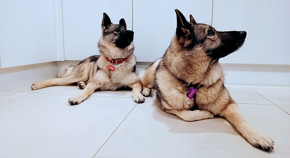 Nusa and Cuba - patiently waiting for dinner time!