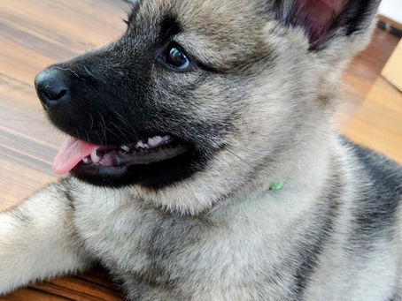 Raising Confident Puppies