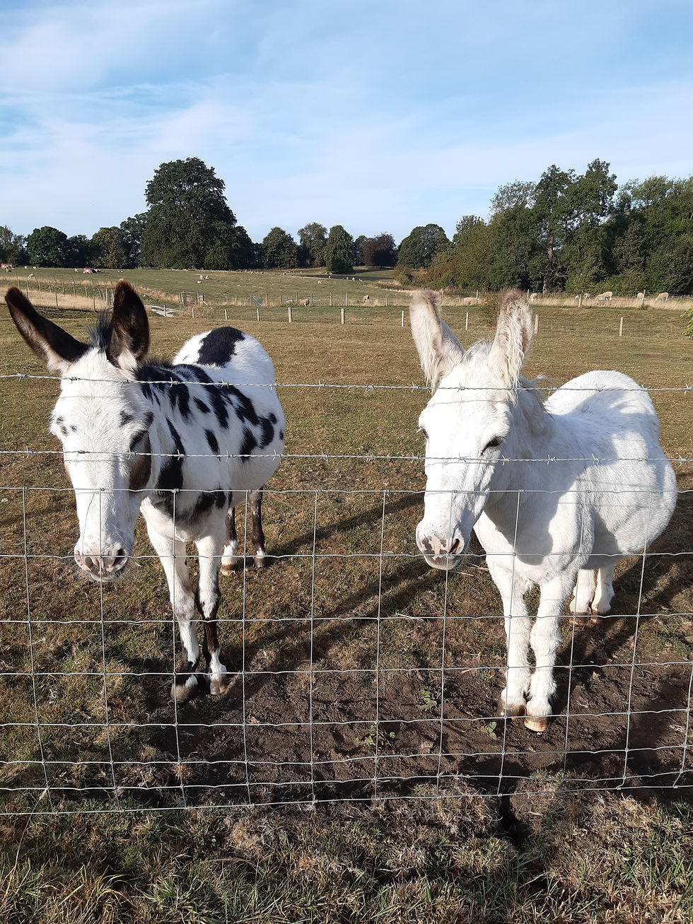 2 donkeys face the camera in a sunny field