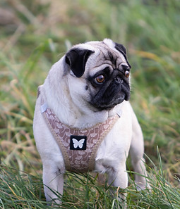 Portrait d'un carlin