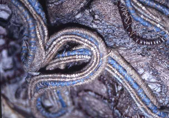example of heavy embroidery