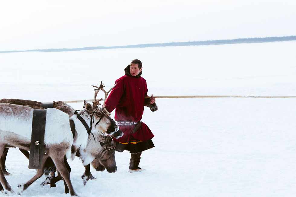 Reindeer herding is the traditional Sámi occupation