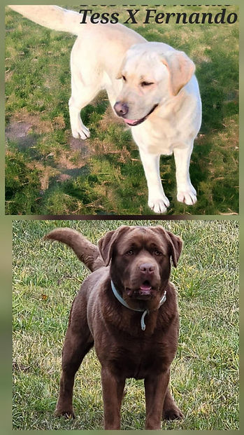 6f15aced-35ea-4e1b-97ff-82c8b3ec3979 (1).jpg