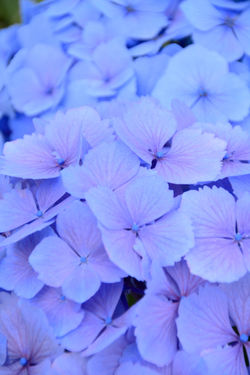 紫陽花