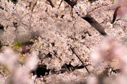 桜いっぱい