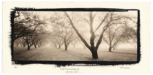 Chris McCaw. Grandpa’s almond orchard
