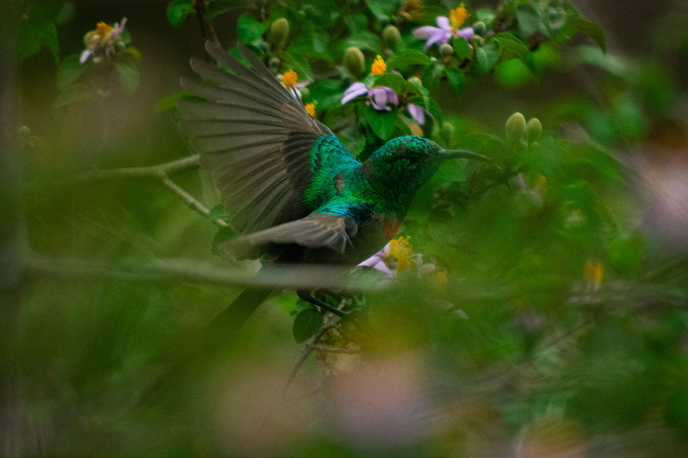 Vogels Zuid Afrika