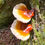 Thumbnail: Reishi (Ganoderma Tsugae)