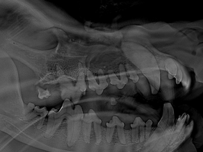 Adaptix VetSA3D: A New Era in Veterinary Imaging