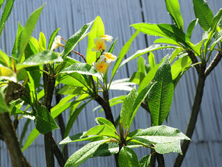 告別白水木,歡迎雞蛋花