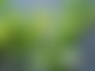 告別白水木,歡迎雞蛋花