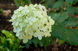 garden design christchurch