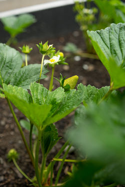 christchurch garden design
