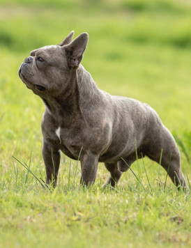 Fransk Bulldog - Kurt Ny.jpeg