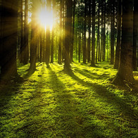 Bosque