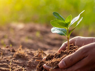 Você sabe o que é consultoria ambiental? Entenda a sua importância