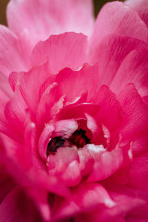 photographe macro portets, macro fleur