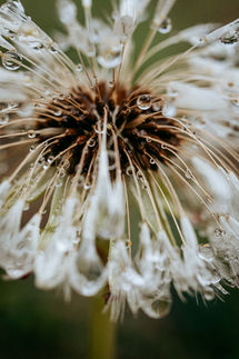 photographe macro sud gironde