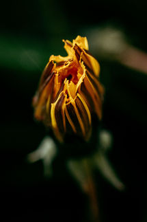 photographe macro leognan, fleur de pissenlit