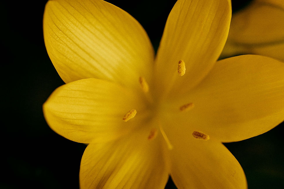 photographe macro Beautiran