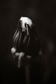 photographe macro leognan, fleur de pissenlit