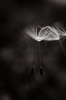 photographe macro leognan, aigrettes de pissenlit fleurs
